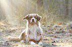 lying Australian Shepherd