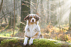 lying Australian Shepherd