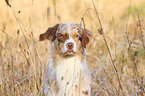 Australian Shepherd Portrait