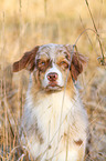 Australian Shepherd Portrait