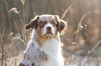 Australian Shepherd Portrait