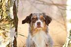 Australian Shepherd Portrait