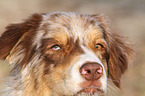 Australian Shepherd face