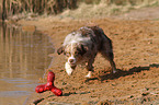 playing Australian Shepherd