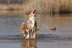 playing Australian Shepherd