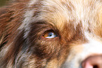 Australian Shepherd eye