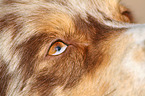 Australian Shepherd eye