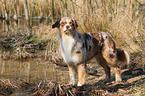 standing Australian Shepherd