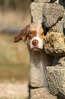 Australian Shepherd Portrait