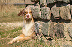 lying Australian Shepherd