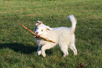 playing Australian Shepherd Puppy