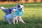 2 playing Australian Shepherd