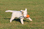 playing Australian Shepherd Puppy