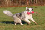 playing Australian Shepherd