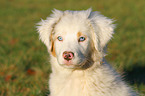 Australian Shepherd Puppy