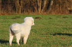 Australian Shepherd Puppy