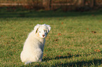 sitting Australian Shepherd Puppy