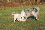 2 playing Australian Shepherd