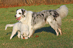 2 Australian Shepherd