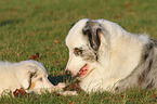 2 Australian Shepherd