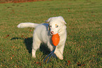 playing Australian Shepherd Puppy