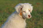 Australian Shepherd Puppy