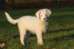 Australian Shepherd Puppy