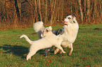 2 playing Australian Shepherd