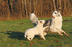 2 playing Australian Shepherd