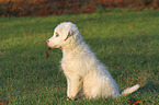 sitting Australian Shepherd Puppy