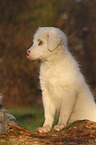 Australian Shepherd Puppy