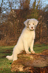 Australian Shepherd Puppy