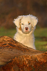 Australian Shepherd Puppy