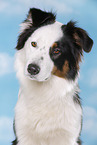 Australian Shepherd Portrait