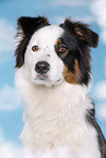 Australian Shepherd Portrait