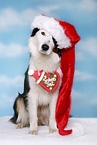 sitting Australian Shepherd