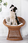 sitting Australian Shepherd