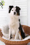 sitting Australian Shepherd
