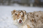 Australian Shepherd Portrait