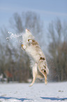 Australian Shepherd in snow
