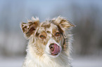 Australian Shepherd Portrait