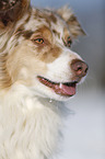 Australian Shepherd Portrait