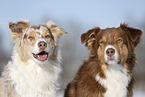 Australian Shepherd