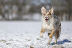 Australian Shepherd in snow