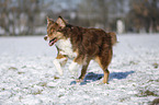 red tri Australian Shepherd in snow