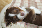 Australian Shepherd Puppy