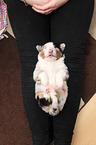 Australian Shepherd Puppy