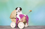 Australian Shepherd Puppy