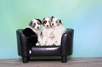 Australian Shepherd Puppies