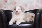 Australian Shepherd Puppy